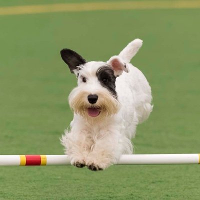 Profile Picture of Conny Gosschalk Henry (@HenryConny) on Twitter
