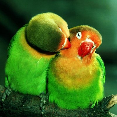 Profile Picture of David Bosarge (@PingPongPoet) on Twitter