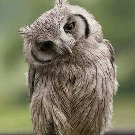 Profile Picture of Berenice Alcantara (@Berenic76884445) on Twitter