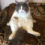 Profile Picture of Сергей Котюга (@s.g.kotyuga) on Instagram