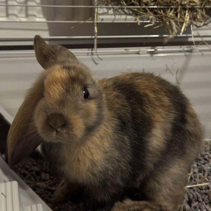 Profile Picture of Brie.and.Bailey (@brie.and.bailey) on Tiktok