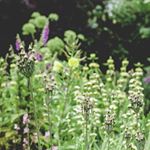 Profile Picture of Bradley in Bloom (@bradleyinbloom) on Instagram