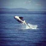 Profile Picture of Paul Danks (@danko_115) on Instagram