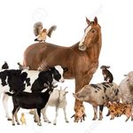 Profile Picture of LA FERME SAINTETÉ À L'ÉTERNEL (@lafermesaintete) on Instagram