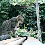 Profile Picture of Anson Lin (@ansonLYS) on Youtube