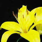 Profile Picture of Janet Freiner Coblentz (@janet.coblentz) on Facebook