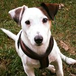Profile Picture of piccolojoy (@piccolo_joy) on Instagram