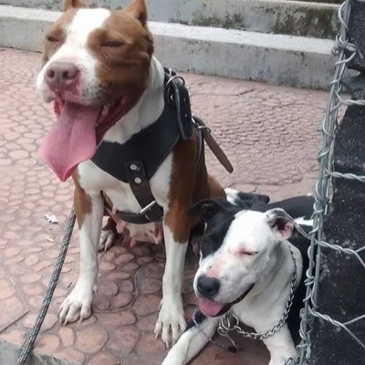Profile Picture of Alberto Abraham Cruz (@albert_scorpion) on Twitter
