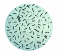 Profile Picture of Clostridium botulinum - Wikipediaon Wikipedia