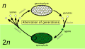 Profile Picture of Alternation of generationson Wikipedia