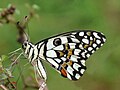 Papilio demoleus - Wikipedia Profile Picture of Papilio demoleuson Wikipedia