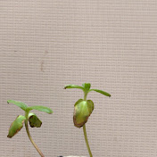 Profile Picture of Andrew Trinh (@revenant3154) on Youtube