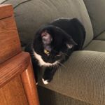 Profile Picture of George Oscar Bluth (@_g_o_b_) on Instagram