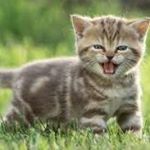 Profile Picture of Lisa Lennie (@llennie2) on Instagram