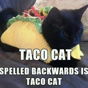 Profile Picture of Felix Ford-Robinson (@Tacocat2702) on Twitter