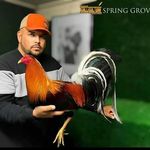 Profile Picture of Roberto Ramirez H. (@spring_grove_show_birds) on Instagram