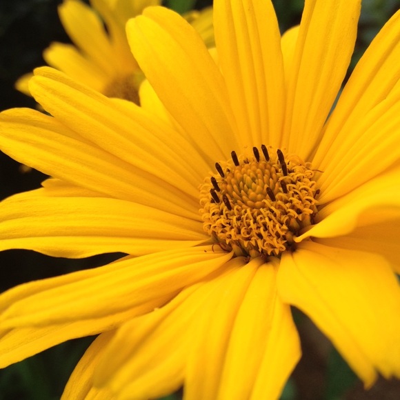 Profile Picture of Katie Albaum (@katekatkate) on Poshmark