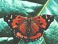 Profile Picture of Kamehameha butterflyon Wikipedia