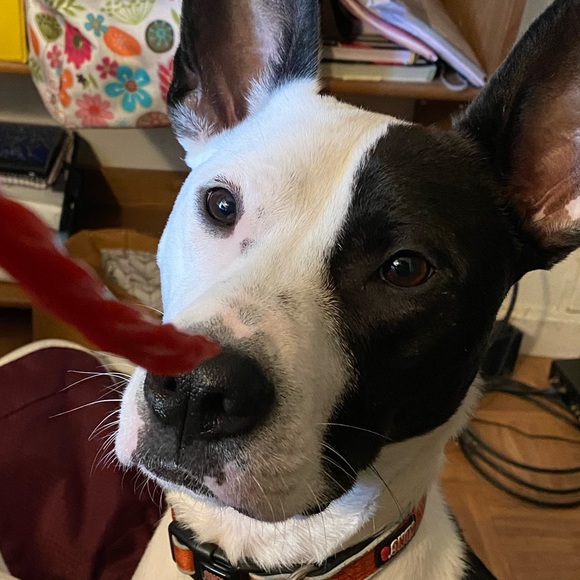 Profile Picture of Lauren Stouten (@cks2008) on Poshmark