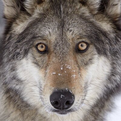 Profile Picture of Kyle (@MccanceKyle) on Twitter