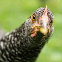 Profile Picture of Chad Petrie (@chad-petrie-1) on Quora