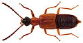 Profile Picture of Deleaster dichrouson Wikipedia