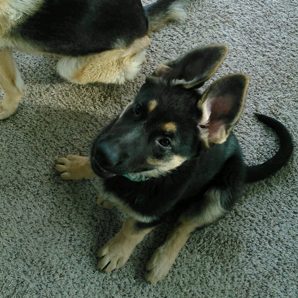 Profile Picture of Laura Malwitz (@curlzz8011) on Poshmark