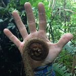 Profile Picture of Ariel Spadari (@arielspadari) on Instagram