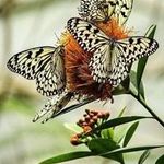 Profile Picture of Debbie Lainhardt-VanPelt (@lainhardtvanpelt) on Instagram
