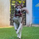 Profile Picture of 𝗠𝗮𝘂𝗶 𝗔𝗹𝗯𝗲𝗿𝘁𝗼 𝗠𝗮𝗿𝗰𝗶𝘀𝗰𝗮𝗻𝗼 (@mauithehuskym) on Instagram