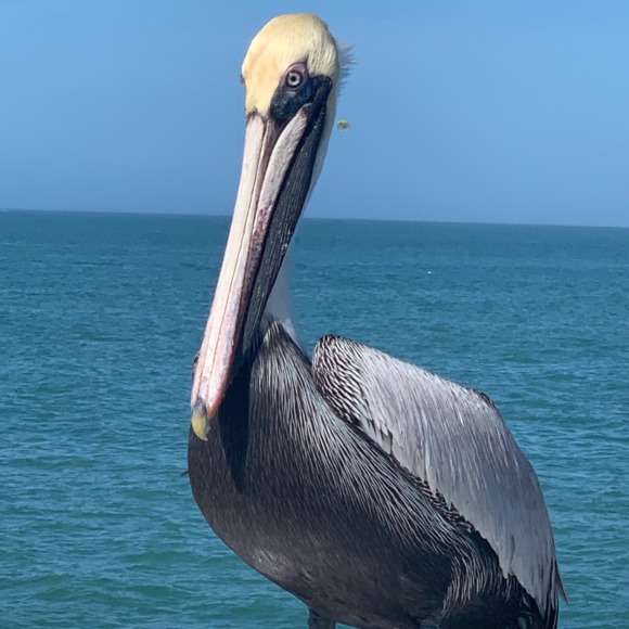 Profile Picture of Sandy Marczak (@smarc19) on Poshmark