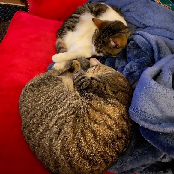 Profile Picture of Carr Kizzier (@kidmod) on Poshmark