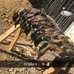 Profile Picture of rex_jackson88 (@rex_jackson88) on Instagram