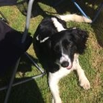 Profile Picture of Ruby Groves (@bellathedog0008) on Instagram