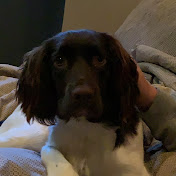 Noam Rosenblum - Youtube Profile Picture of Noam Rosenblum (@noamrosenblum8555) on Youtube