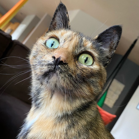 Profile Picture of Jessica Hala (@jbatch7) on Poshmark