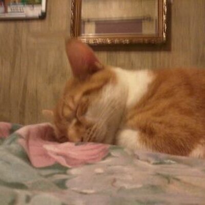 Profile Picture of Bryan Cavalli (@BryanCavalli) on Twitter