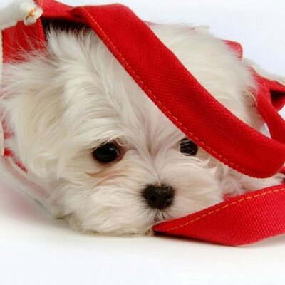 Profile Picture of Shelby Applegate (@gurllovesbieber) on Twitter