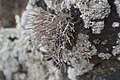 Profile Picture of Roccella phycopsison Wikipedia