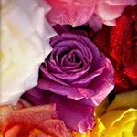 Profile Picture of Kaitlin Wright (@kaitlin27) on Instagram