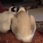 Profile Picture of Tammy McEntee (@tammy.mcentee.33) on Facebook