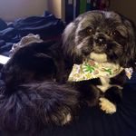 Profile Picture of Breanna Balcom (@nicole_facchin_) on Instagram