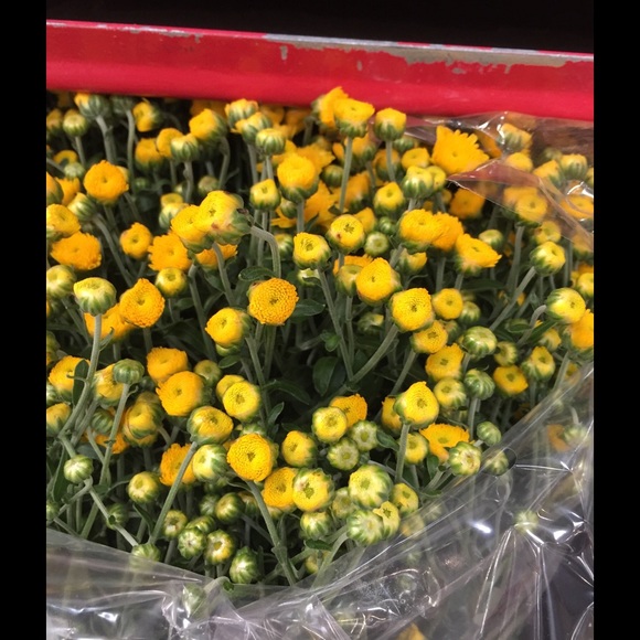 Profile Picture of Chrisanne Binnicker (@chrisanne49) on Poshmark