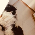 Profile Picture of Boris And Lara (@boris_and_lara_forever) on Instagram