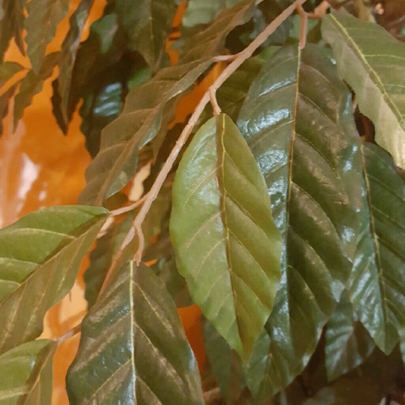 Profile Picture of Roderick Pollock (@goodlifeposher) on Poshmark