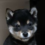 Profile Picture of 豆柴  小風 Kunoichi (@kokaze_kunoichi) on Instagram