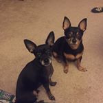 Profile Picture of James (@akcdoghandler) on Instagram