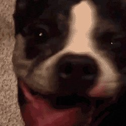 Profile Picture of Joel Calzada (@calzada34l) on Twitter