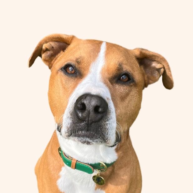 Profile Picture of Harvey 🐶 (@@harveytherescue) on Tiktok