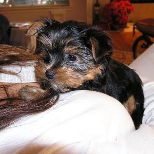 Profile Picture of Danielle Kies (@vettegrl50) on Myspace